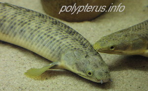 Picture of Polypterus polli