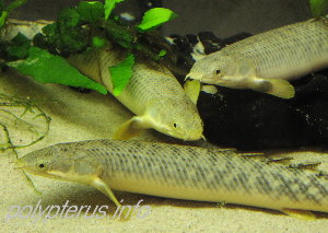 Picture of Polypterus polli