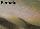 Picture of Polypterus female anal fin