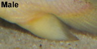 Picture of Polypterus male anal fin