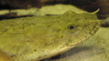 Polypterus, close-up
